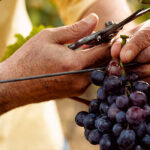 a man cutting grapes on a vine