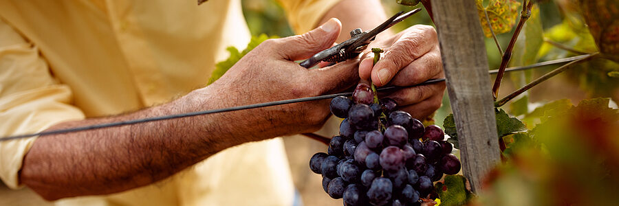 a man cutting grapes on a vine
