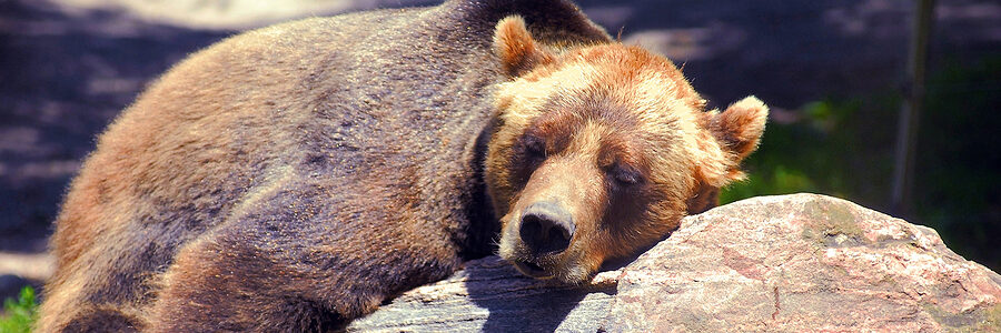 a bear sleeping on a rock